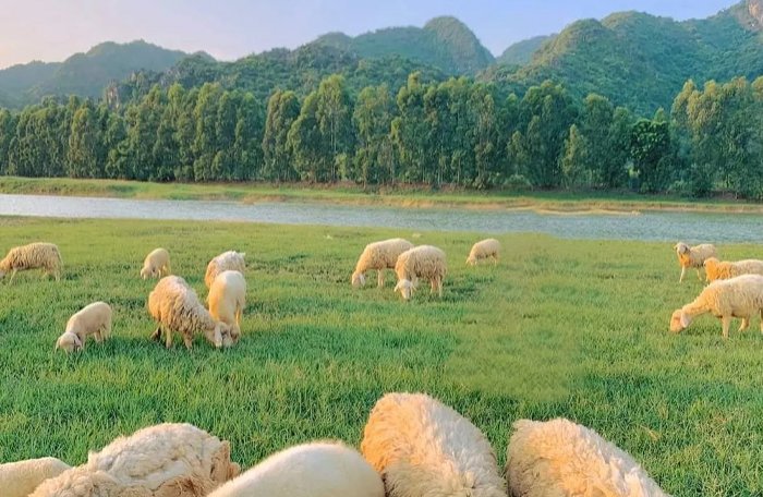 An Hoa Sheep Field Ninh Thuan Vietnam Travel Guide