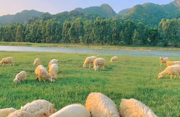 An Hoa Sheep Field Ninh Thuan Vietnam Travel Guide