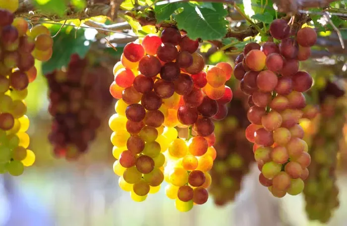 Ba Moi Vineyard Ninh Thuan Vietnam Travel Guide