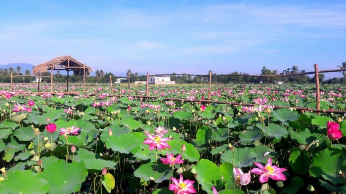 Charaih Cultural & Ecological Lotus Tourism Park Ninh Thuan Vietnam Travel Guide